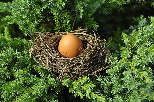 Erster Igelnachwuchs in den Nestern entdeckt – Vorsicht bei der Gartenarbeit!