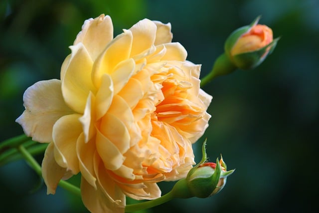 Rose McGowan und der Kokain-Fund
