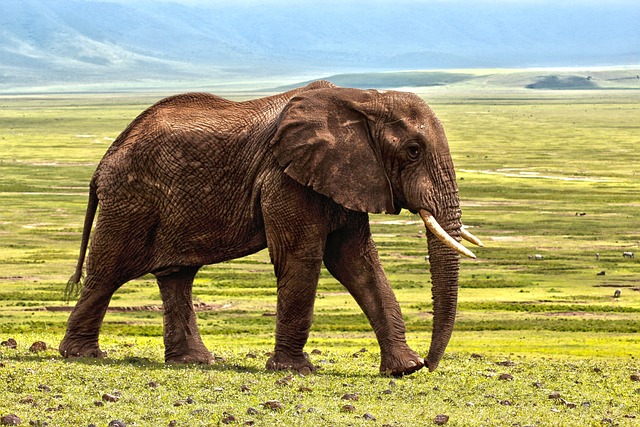 50 Jahre kleiner blauer Elefant