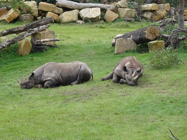 Antilopen im Leipziger Zoo