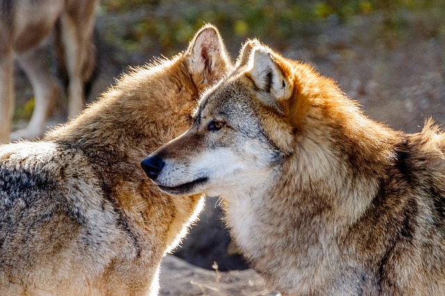 Wolf Biermann: Ein Leben im Zeichen der Menschlichkeit