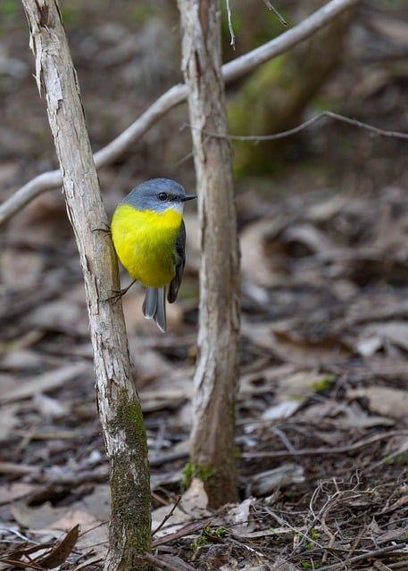 Dreijähriger tödlich verletzt