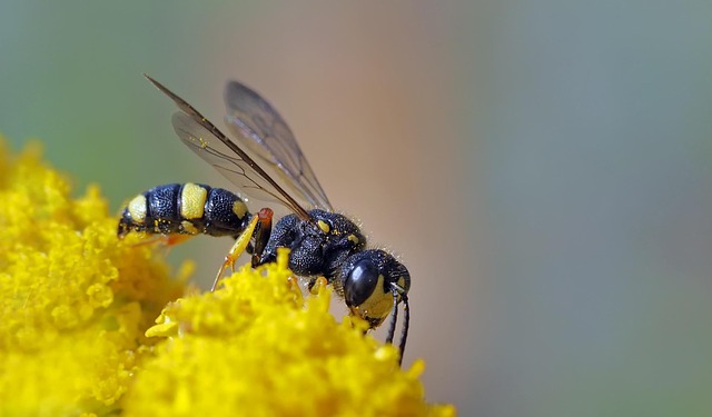 Wildbienen und Wespen in der Stadt