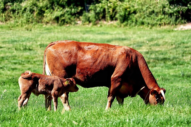 Greenpeace kritisiert Edeka wegen Tierwohl