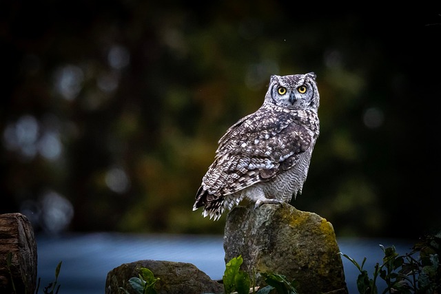 Entdeckungstour durch die Tierwelt
