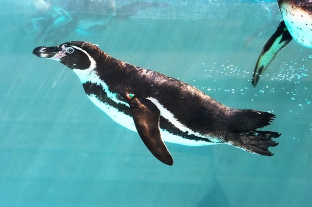 Schwimmen in der Hitzewelle