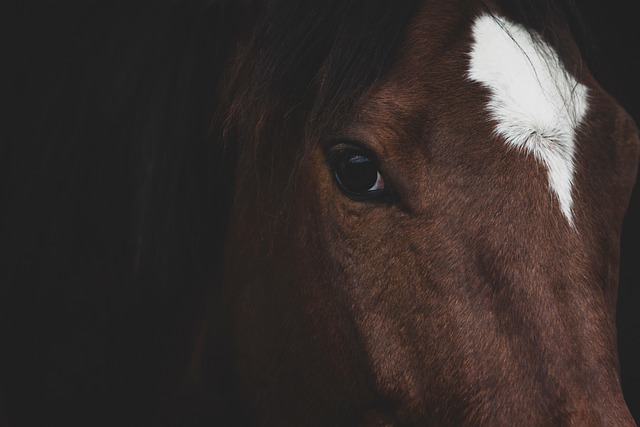 Augentest: Das besondere Pferd erkennen
