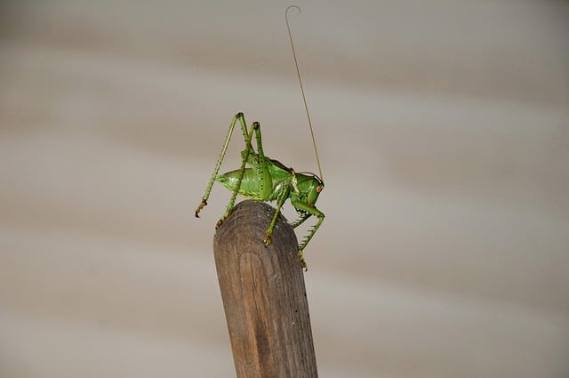 PENNY DEL: Emotionen und Herausforderungen