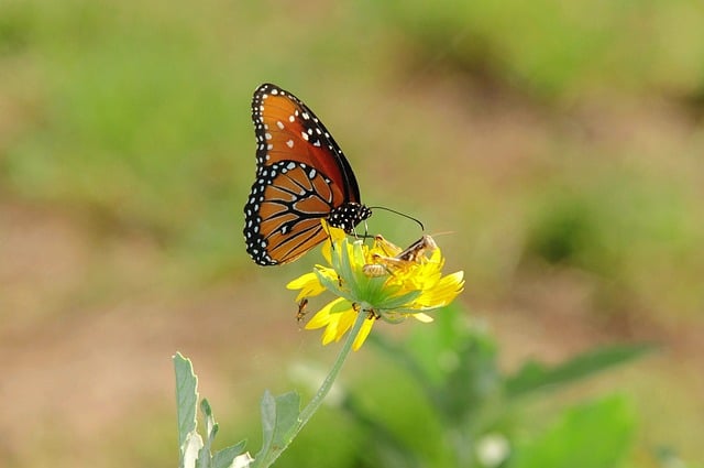 AfD-Jugendorganisation unter der Lupe