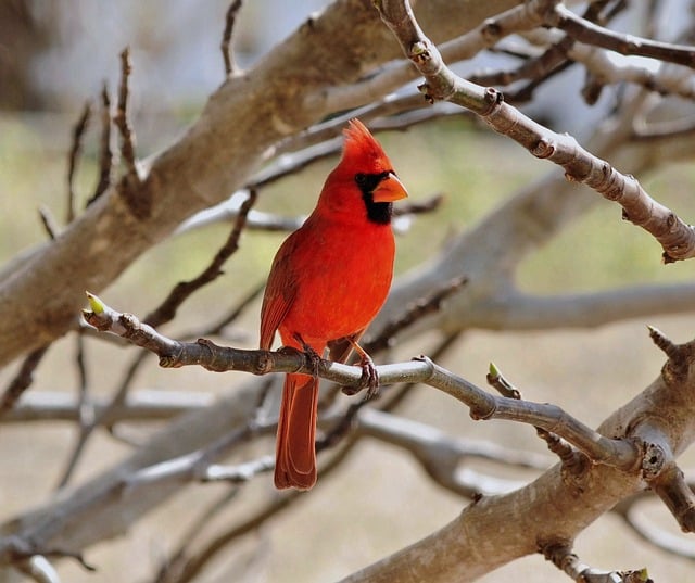 LEGO® SMART Play(TM) Vorstellung