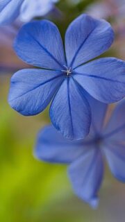 Senator Kelly erhält Tadel vom Pentagon